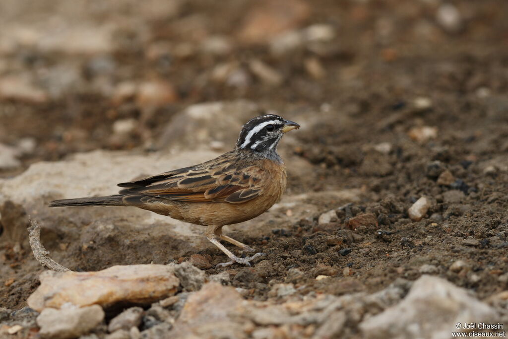 Bruant d'Alexander, identification