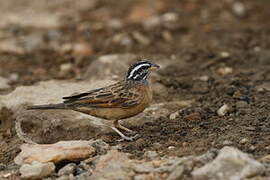 Gosling's Bunting