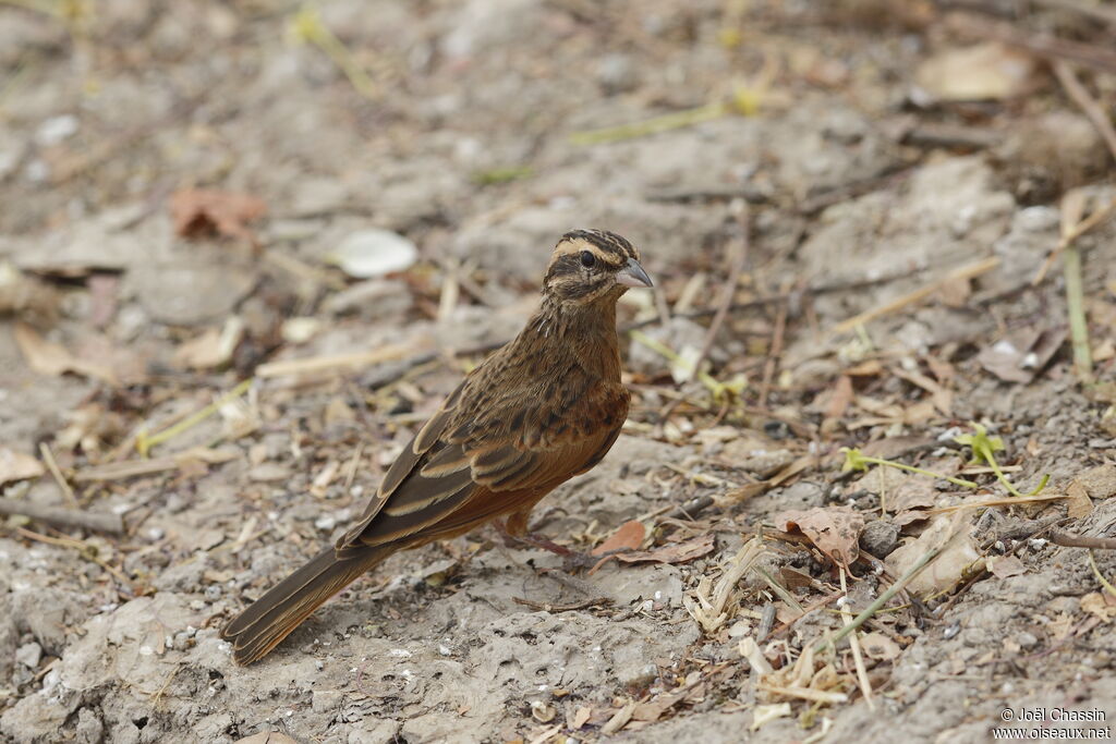 Bruant d'Alexander, identification