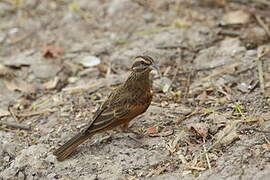 Gosling's Bunting