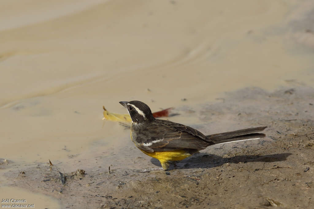 Cabanis's Bunting male adult, drinks