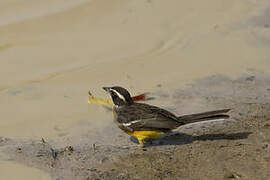 Cabanis's Bunting