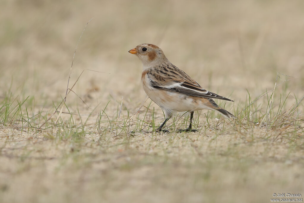 Snow Bunting