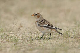 Snow Bunting