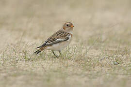 Snow Bunting