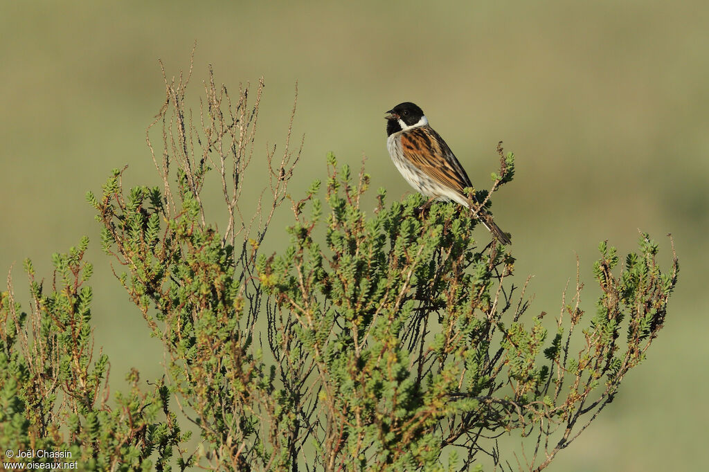 Bruant des roseaux, identification