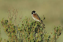 Bruant des roseaux