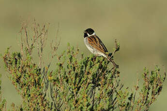 Bruant des roseaux