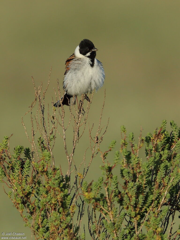 Bruant des roseaux, identification