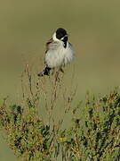 Common Reed Bunting