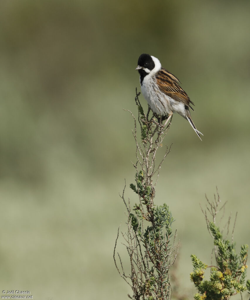 Bruant des roseaux, identification