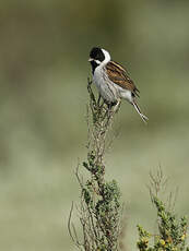 Bruant des roseaux