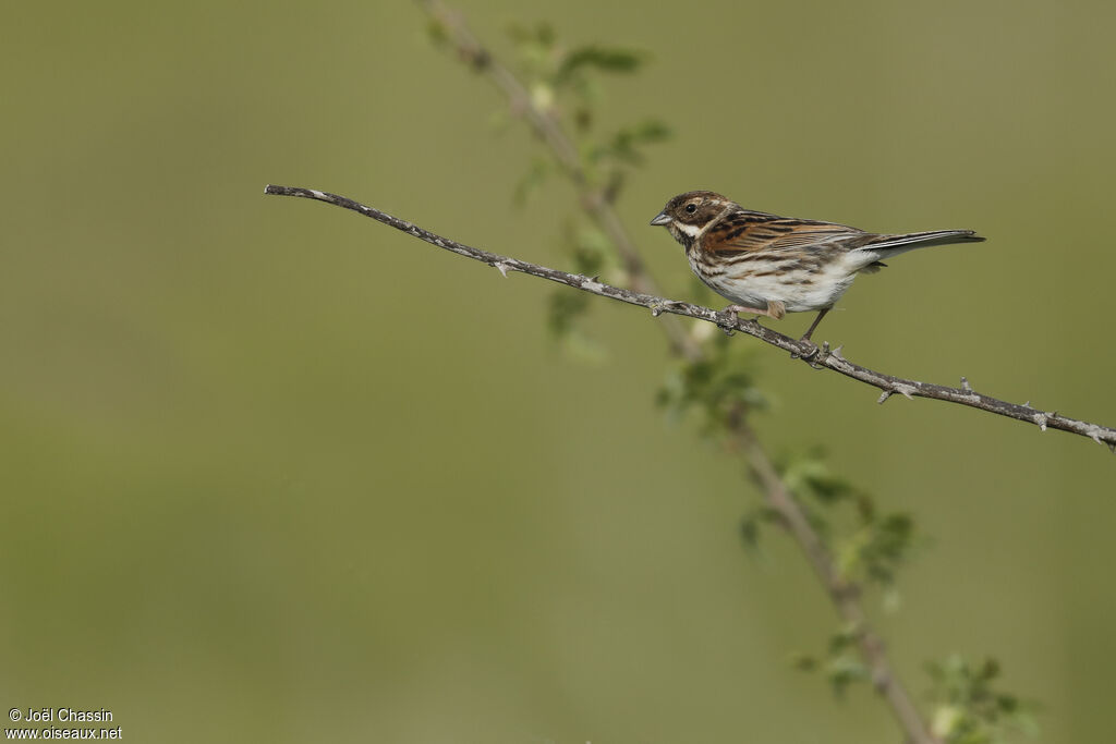 Common Reed Bunting, identification