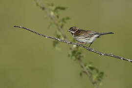 Common Reed Bunting