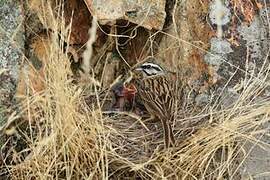 Rock Bunting