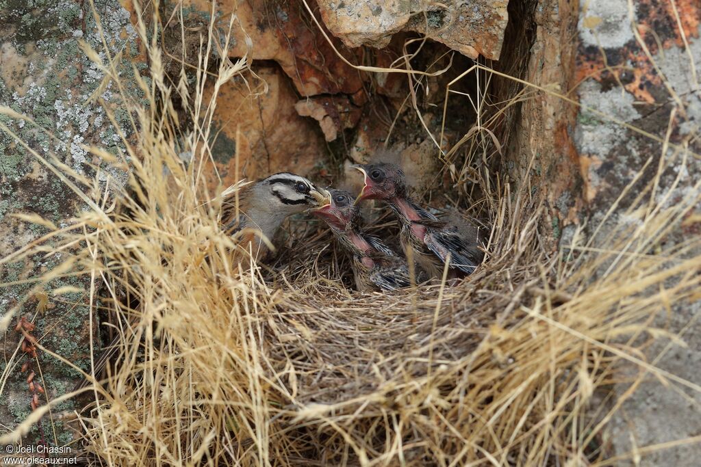 Rock Bunting, identification, eats