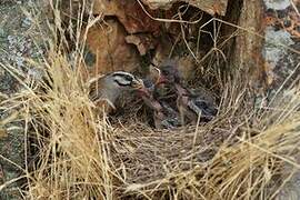 Rock Bunting