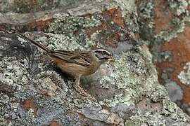 Rock Bunting