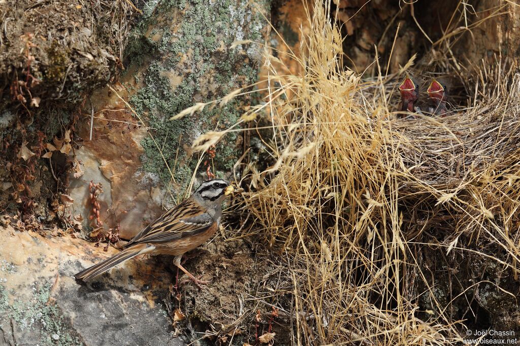 Rock Bunting, Reproduction-nesting