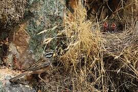 Rock Bunting