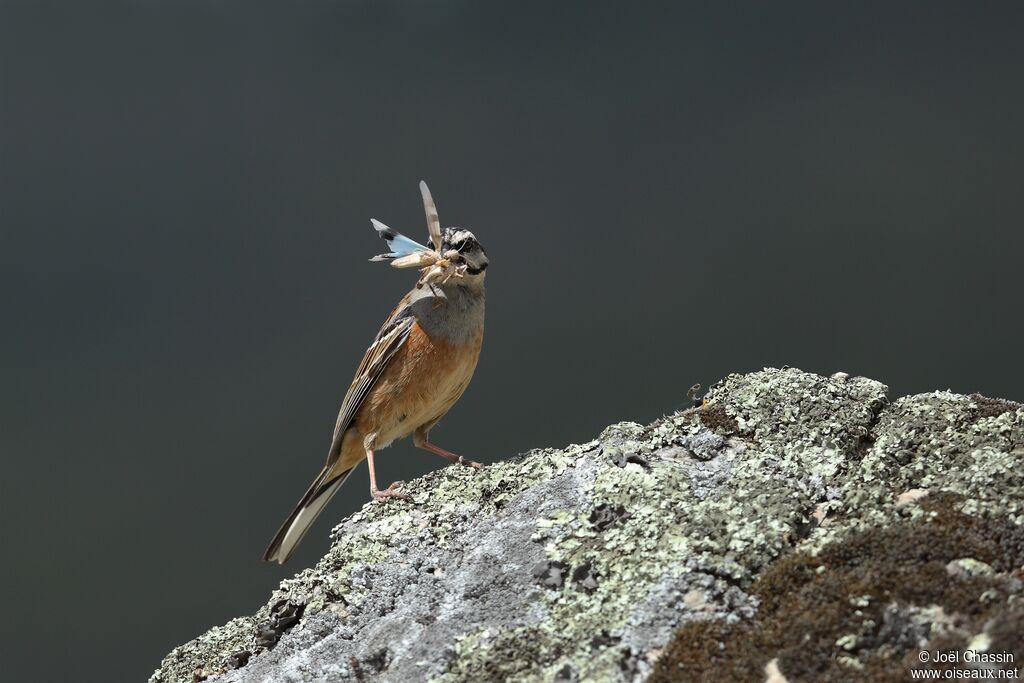 Bruant fou mâle, identification