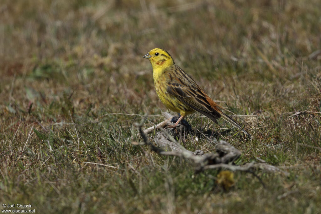 Bruant jaune mâle