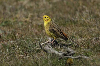 Bruant jaune