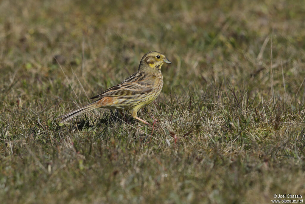 Bruant jaune femelle