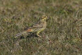 Bruant jaune