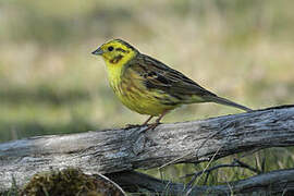 Yellowhammer