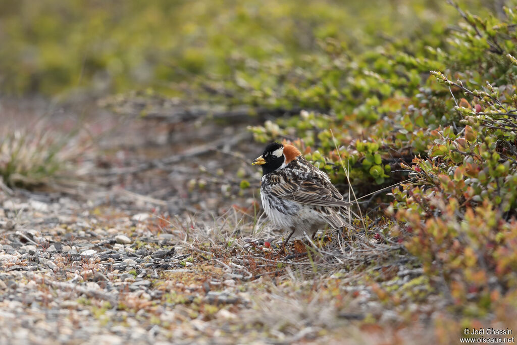 Lapland Longspur