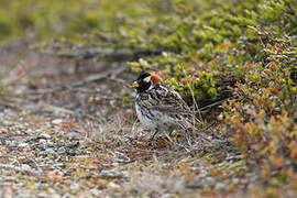 Lapland Longspur