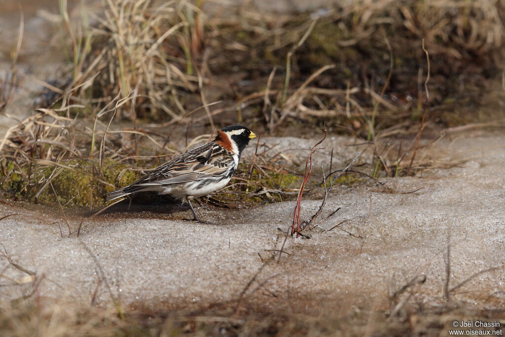 Lapland Longspur