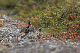 Lapland Longspur