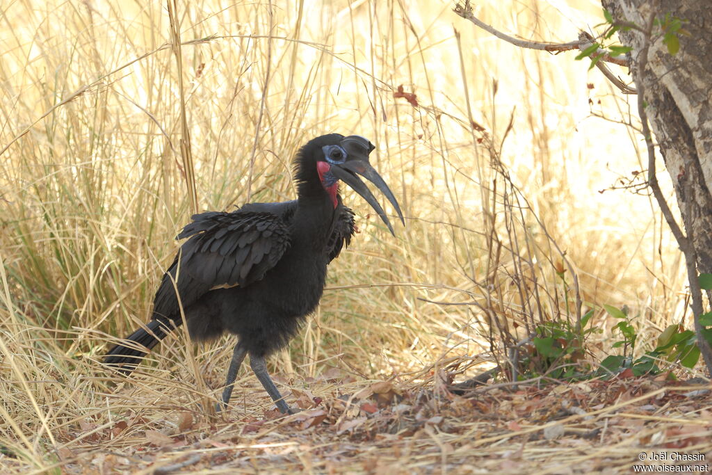 Abyssinian Ground Hornbill male adult, identification, walking