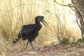 Abyssinian Ground Hornbill