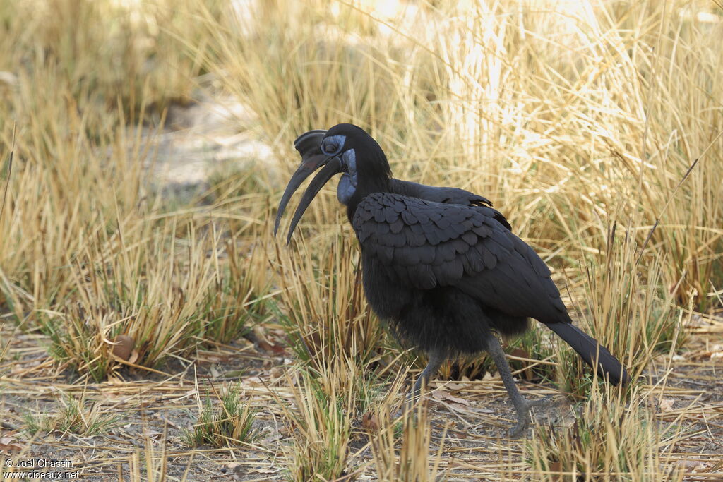 Abyssinian Ground Hornbill female adult, identification, walking