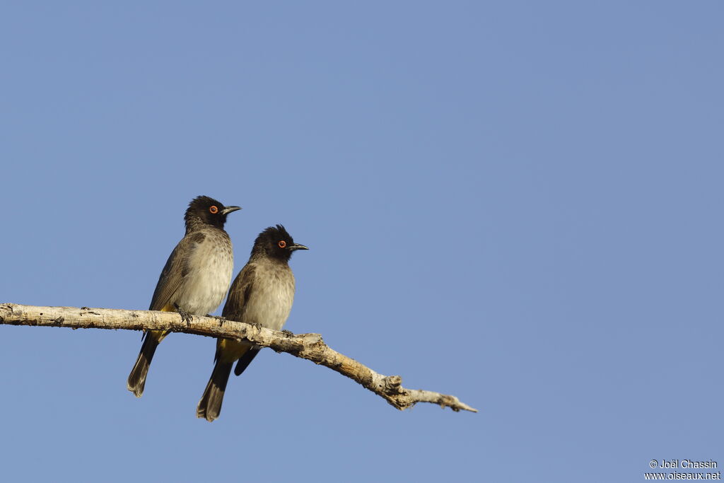 Bulbul brunoir, identification