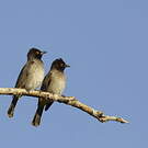 Bulbul brunoir