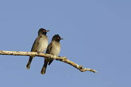 African Red-eyed Bulbul