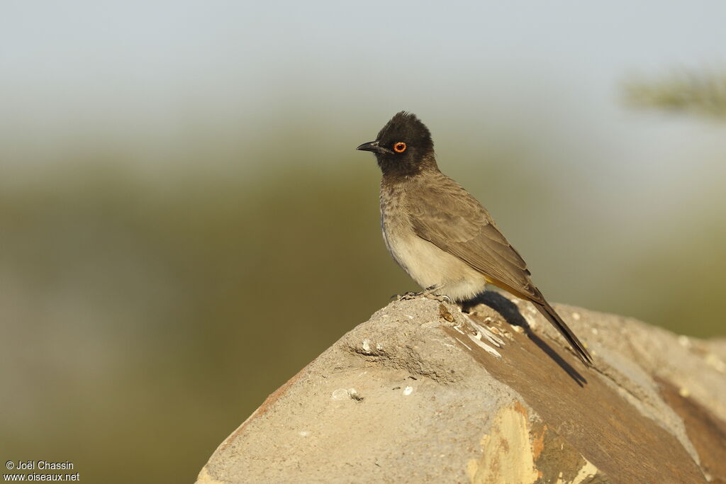 African Red-eyed Bulbul