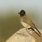 Bulbul brunoir