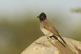 African Red-eyed Bulbul