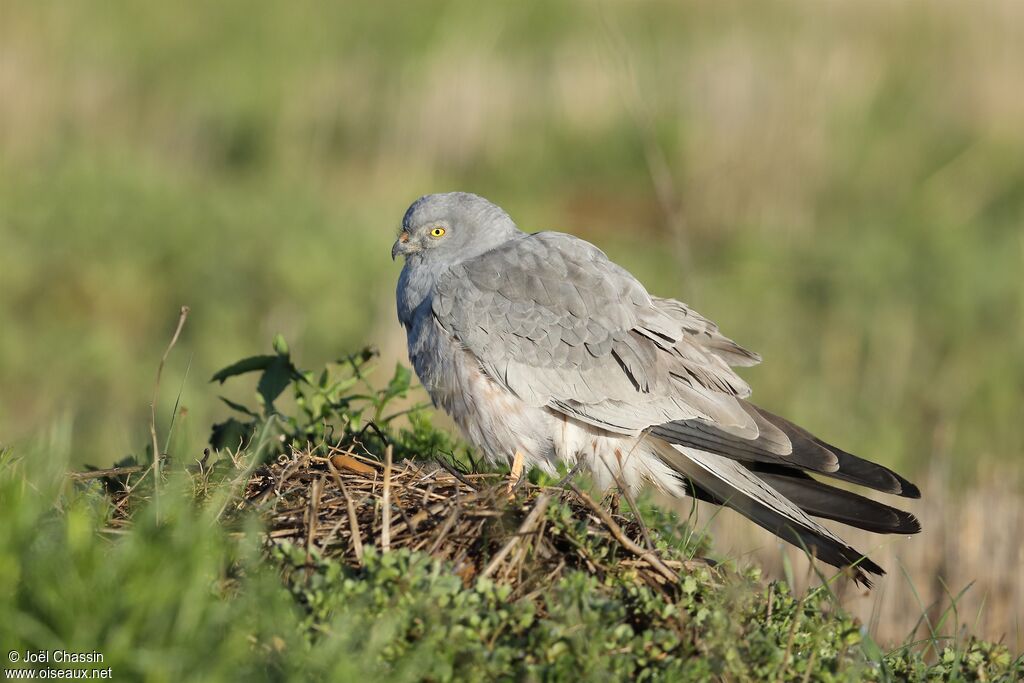 Montagu's Harrier, identification