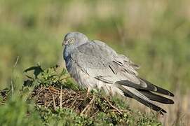 Montagu's Harrier