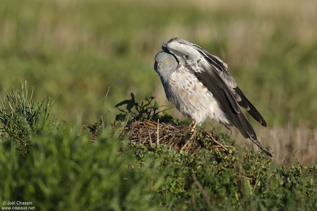 Montagu's Harrier, identification