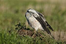 Montagu's Harrier