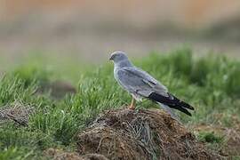 Montagu's Harrier