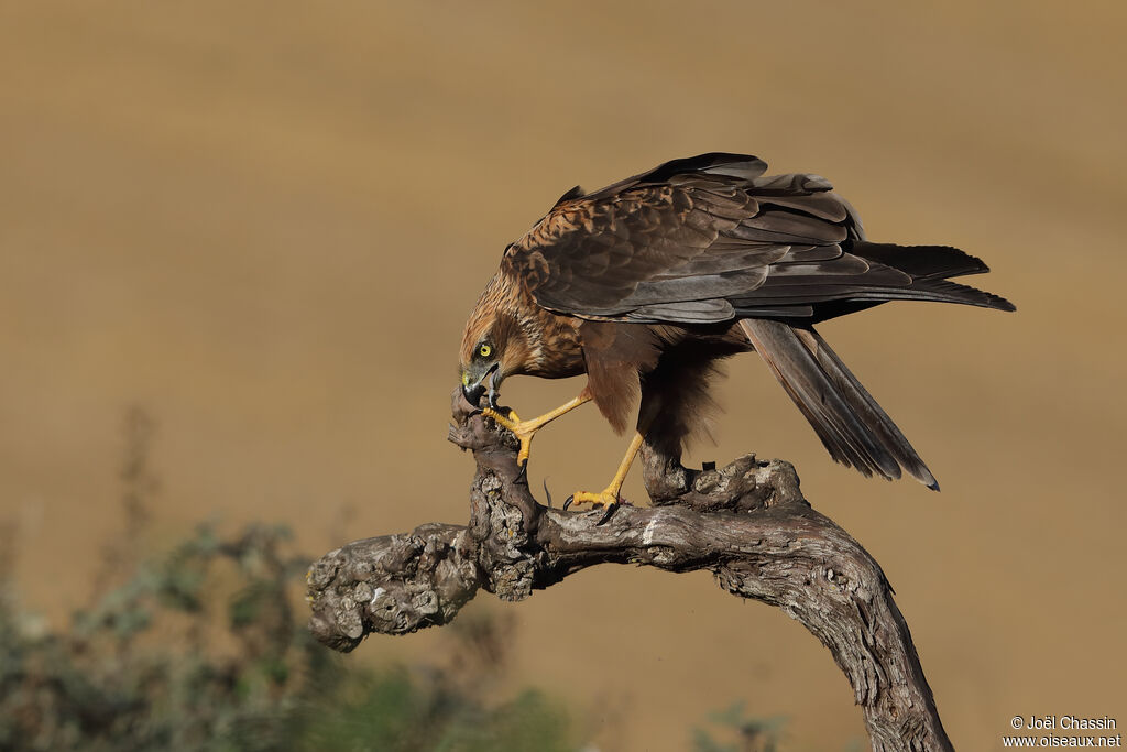 Western Marsh Harrier, identification