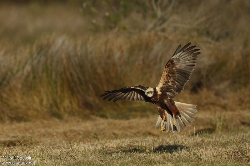 Western Marsh Harrier female, Flight